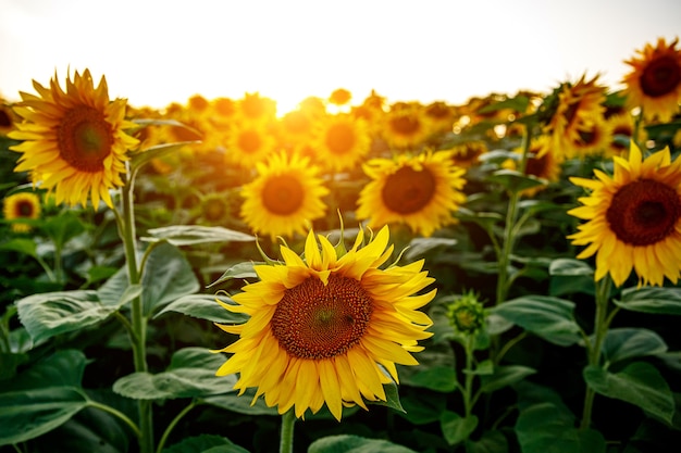 Primer plano de un girasol en un campo contra una puesta de sol.