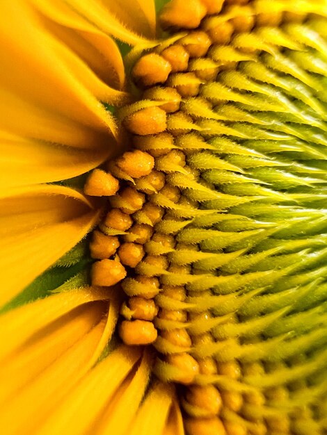 Foto primer plano de un girasol con el centro amarillo y el centro amarillo