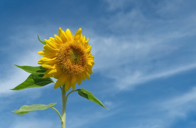 primer plano, girasol, en, cielo azul