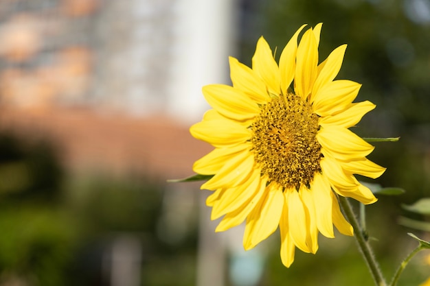 Foto primer plano, de, un, girasol, en, un, día soleado