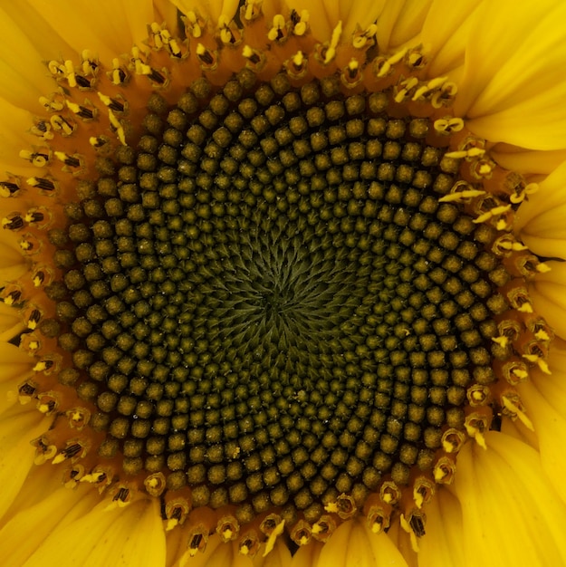 Foto primer plano de un girasol en flor al aire libre