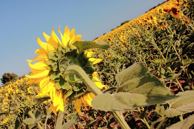 Primer plano de un girasol en flor en el campo