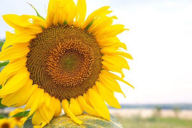 Primer plano de girasol floreciente Agronomía agricultura y botánica