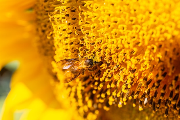 Primer plano de girasol que florece con una abeja