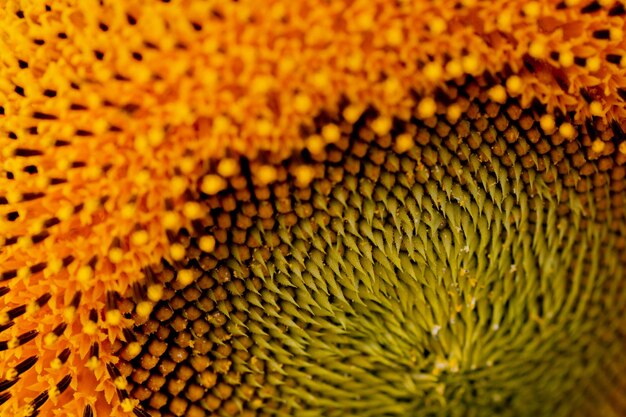 Un primer plano del girasol las semillas son claramente visibles y el polen el polen es claro