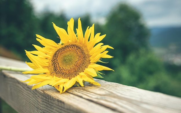 Primer plano un girasol sobre un fondo borroso