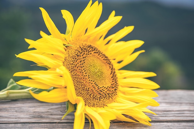 Primer plano un girasol sobre un fondo borroso