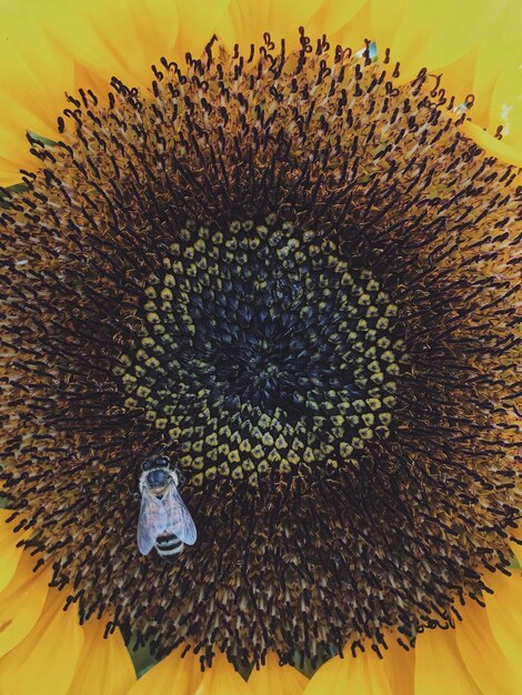 Foto primer plano del girasol