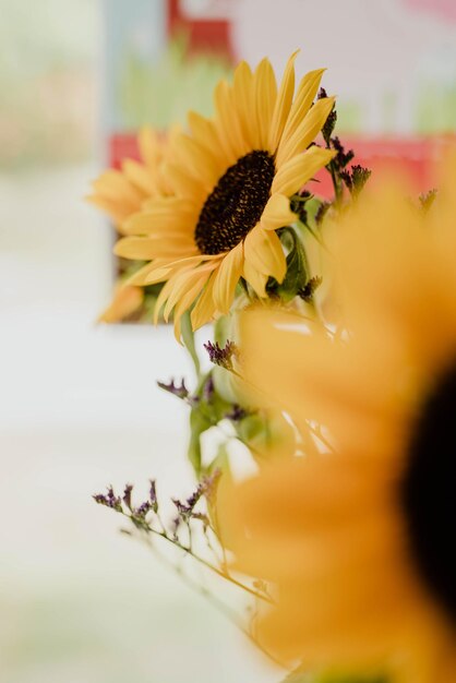 Foto primer plano del girasol