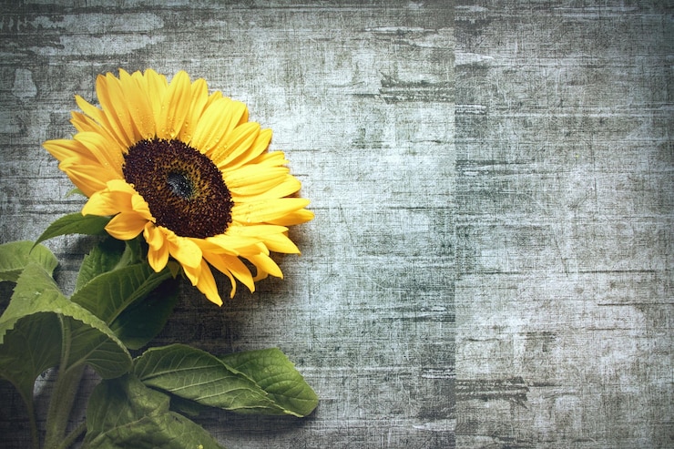 Foto un primer plano del girasol
