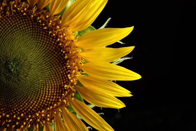 Foto primer plano del girasol