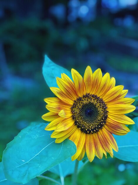 Foto primer plano del girasol