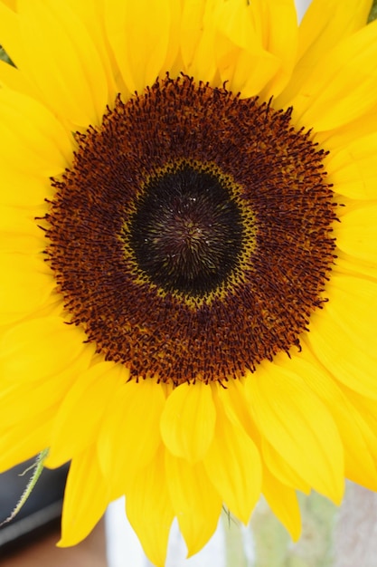 Foto primer plano del girasol