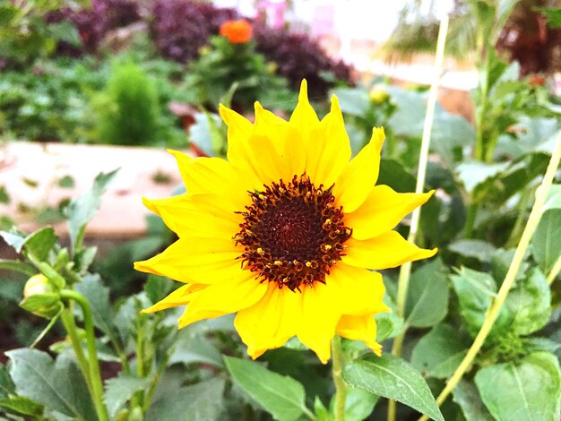 Un primer plano del girasol