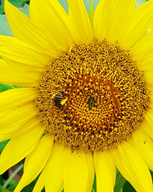 Foto primer plano del girasol