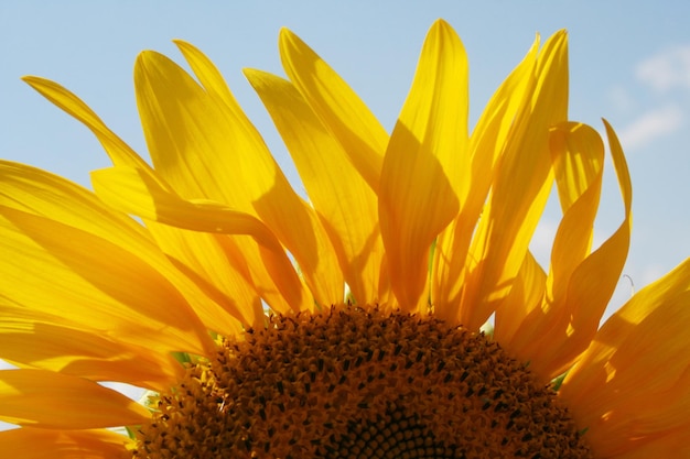 Primer plano de girasol