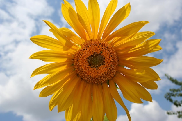 Primer plano de girasol