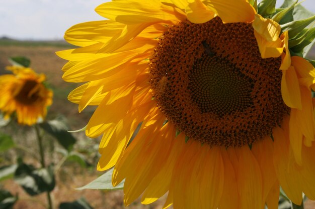 Primer plano de girasol