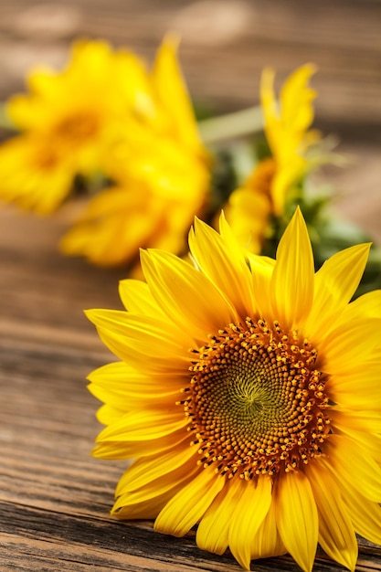 primer plano de girasol