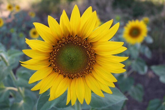 un primer plano de un girasol