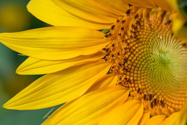 Un primer plano de girasoles amarillos en flor