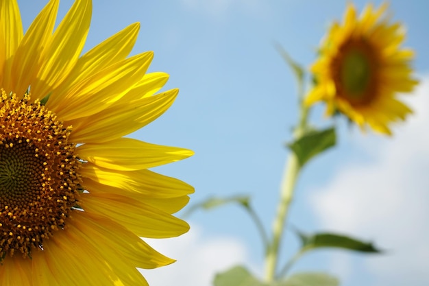 Primer plano de girasoles contra el cielo