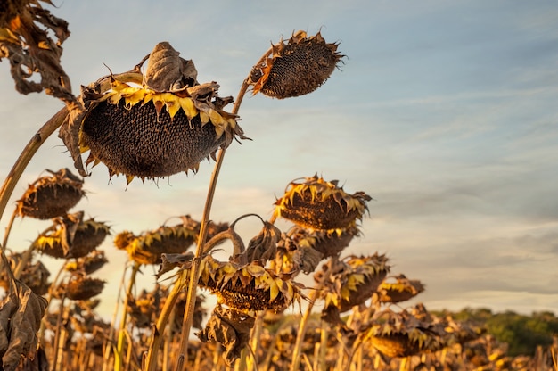 Primer plano de girasoles maduros secos en espera de la cosecha en un día soleado