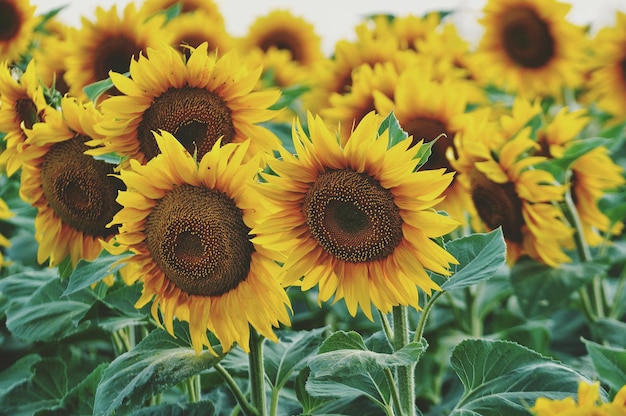 Un primer plano de girasoles que crecen en el campo