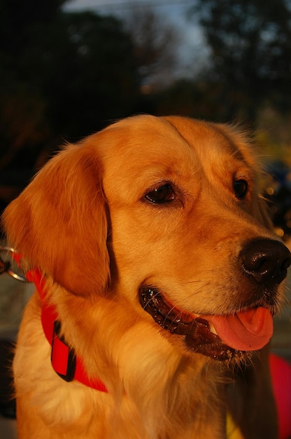 Foto primer plano del golden retriever