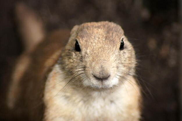 Un primer plano de un gopher esponjoso