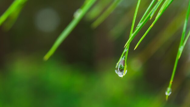 Primer plano de una gota de agua en el césped