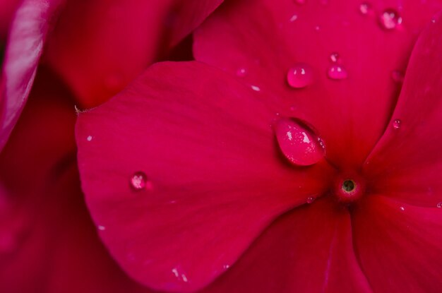 Foto primer plano de una gota de agua en una flor roja