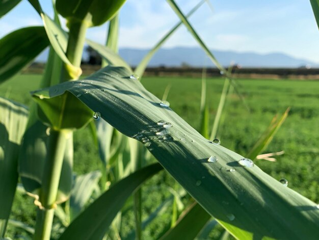 Foto primer plano de una gota de agua en la hierba en el campo