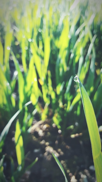 Foto primer plano de una gota de agua en la hierba durante un día soleado