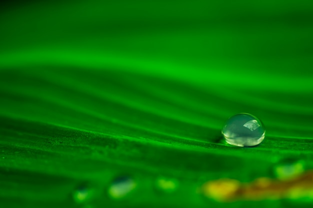 Primer plano, de, gota de agua, en, hoja verde