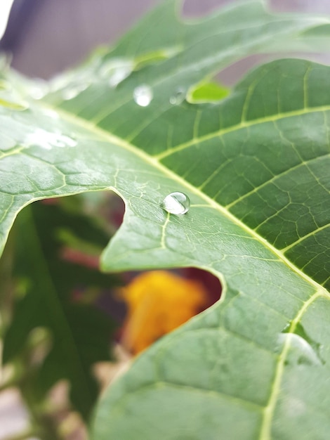 Foto primer plano de una gota de agua en una hoja