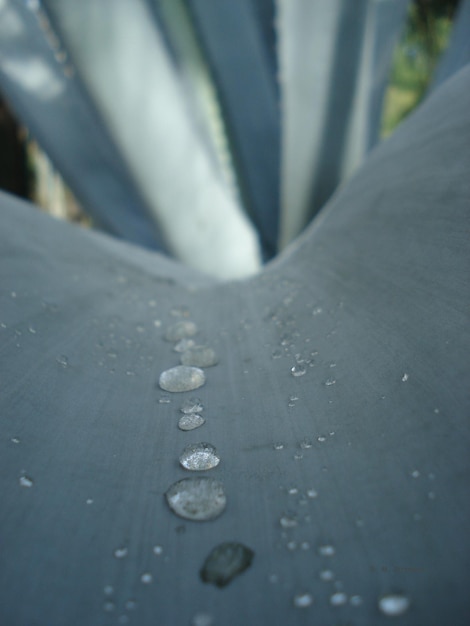 Foto primer plano de una gota de agua en una hoja