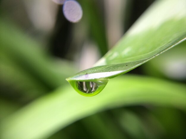 Foto primer plano de una gota de agua en una hoja