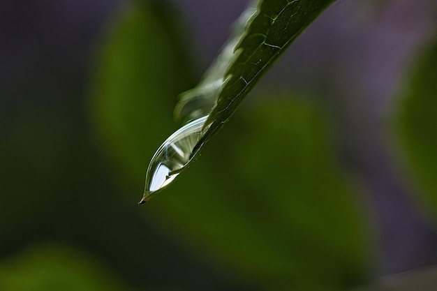 Un primer plano de una gota de lluvia en una hoja verde