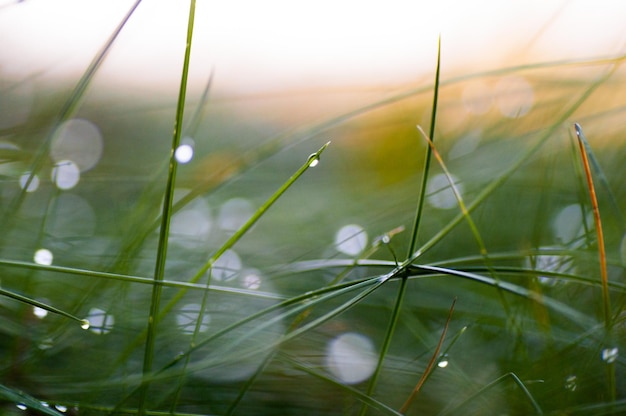 Primer plano de gotas de agua en el césped