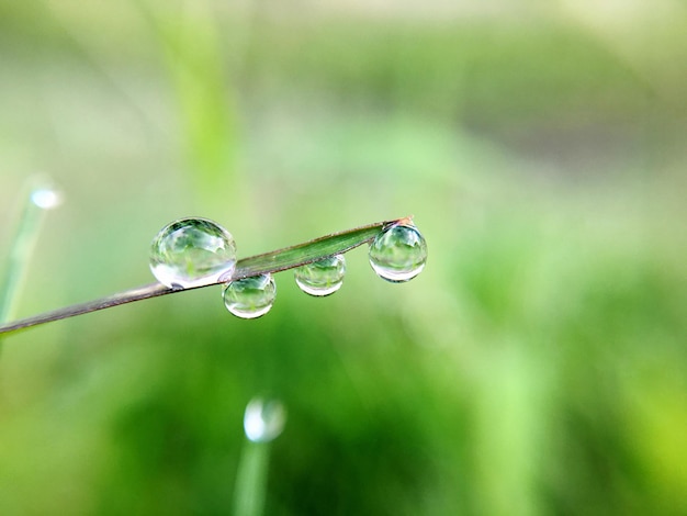 Primer plano de gotas de agua en el césped