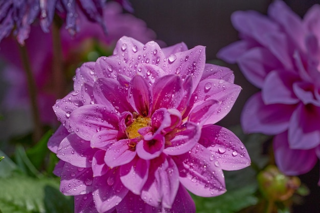 Primer plano con gotas de agua y flor de Dhalia púrpura