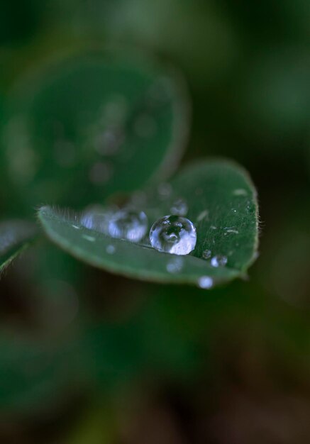 Foto primer plano de las gotas de agua en la flor púrpura