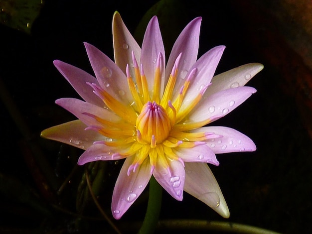 Primer plano de las gotas de agua en la flor rosa por la noche