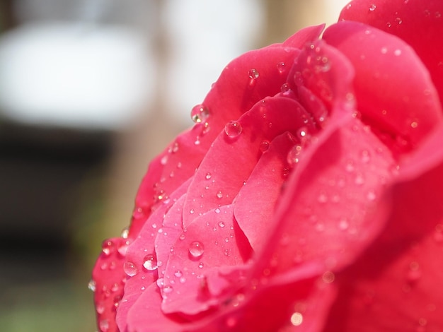 Foto primer plano de las gotas de agua en la flor de la rosa rosa