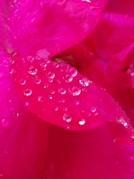 Foto primer plano de gotas de agua en una flor rosada