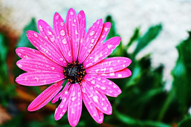 Foto primer plano de gotas de agua en una flor rosada