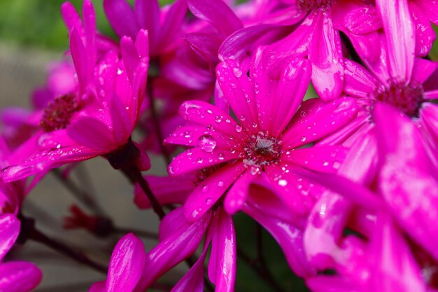 Foto primer plano de gotas de agua en una flor rosada