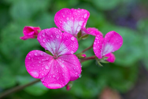 Foto primer plano de gotas de agua en una flor rosada