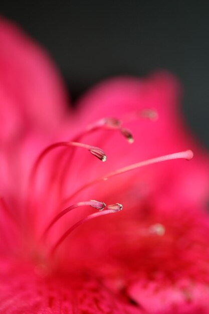 Foto primer plano de gotas de agua en una flor rosada